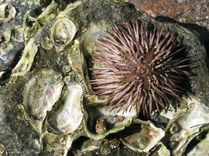 Sea Urchin, Edisto Beach